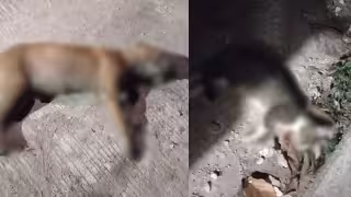 Hallan 10 perros y gatos muertos por presunto envenenamiento en Chetumal