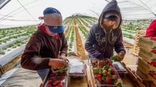 Presidenta Sheinbaum demostrará la importancia de trabajadores mexicanos para la economía de EU