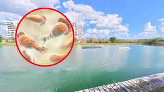 Confirman “ameba comecerebros” en el lago de Plaza La Isla en Mérida