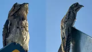 Aunque el ave también es conocida como tapacaminos, en realidad se trata de especies distintas