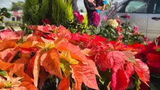 La Nochebuena, flor que nunca pasa de moda en Navidad