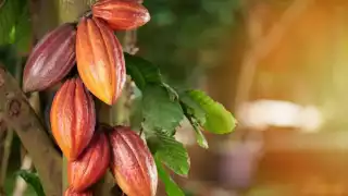 Agricultores de la Ribera del Río Hondo reforestan cultivos de cacao