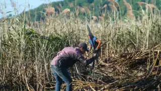 Cañeros de Quintana Roo se preparan para el inicio de Zafra 2025-2026 a empezar en enero