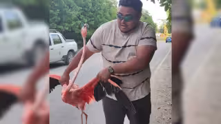 Flamingo aparece desorientado cerca de una gasolinera en Sisal y es devuelto a la ciénaga
