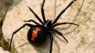 Viudas negras pueden ser halladas en rincones de las casas