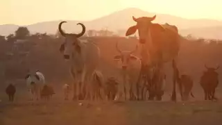 El monitoreo y el combate al medio de contagio son esenciales para una estrategia efectiva