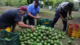 La reanudación de exportaciones de aguacate de Michoacán hacia Estados Unidos se reanudará de manera progresiva