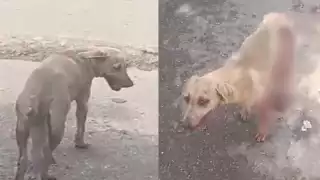 Ciudadanos de Hecelchakán exigen justicia por la muerte de una perrita de 8 meses atacada con machete.