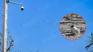 Cientos de aves migratorias han comenzado a llegar a Ciudad del Carmen para resguardarse del invierno.