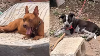 Rescatan a dos perros en condiciones de maltrato en la colonia Lázaro Cárdenas.