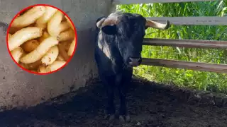 La Seder reiteró que no es necesario sacrificar ni poner en cuarentena a los animales para recibir tratamiento