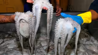 Yucatán encabezó la producción de pulpo en México durante 2025