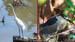 La Caleta y la Laguna de Términos: el manglar que lucha contra la contaminación