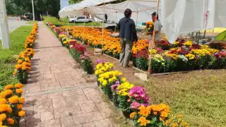 Las ventas de flor de Cempasúchil se mantienen bajas en Chetumal