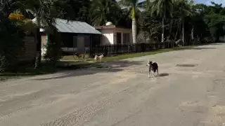 Vecinos de la colonia Mario Villanueva Madrid piden atender caso de jauría en la calle