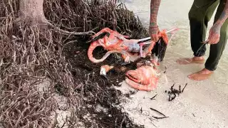 Perros habrían atacado a los flamencos hasta morir