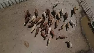 Ante la expansión del gusano barrenador, México y Estados Unidos firmaron un acuerdo para instalar en Chiapas una planta productora de moscas estériles