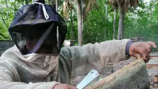 En medio de la cuesta de enero, la producción de miel representa un respiro; venden a 28 pesos el kilo