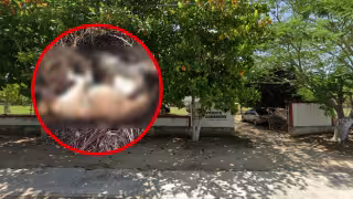 Güero fue hallado sin vida junto a un gato