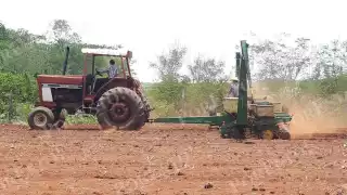 Productores de Hopelchén aprovechan los nutrientes del terreno tras cosechar soya para sembrar sorgo