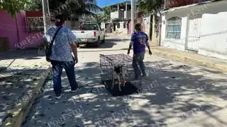Esterilización y multas: medidas contra la sobrepoblación animal en colonias carmelitas