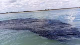 El derrame ya ha provocado la muerte de diversas especies marinas