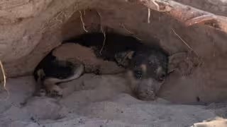 La organización Huellitas presentará un oficio para pedir la creación del Departamento de Protección Animal