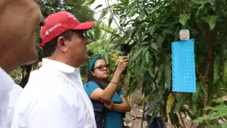 Instalan trampas para reducir la mosca del gusano barrenador