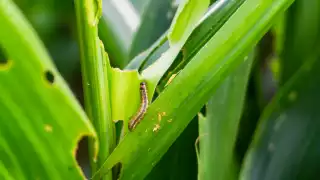 Los campesinos poseen experiencia para enfrentarlo y eliminarlo, indicó la dependencia. 