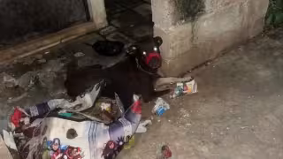 Alarma en San Marcos Sustentable por presunto maltrato y abandono de tres perros
