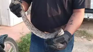 Boas también han sido atrapadas dentro de las viviendas