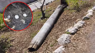 La tala afectó al menos tres nidos de la especie Amazona albifrons