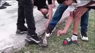 Polémica en Calkiní: animales muertos en fiesta con aval político