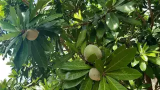 Conoce el ‘chooch’, el fruto de Yucatán en riesgo  de desaparecer por la feroz invasión inmobiliaria