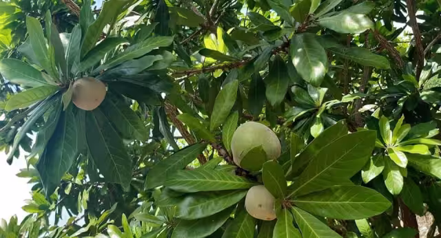 Pobladores temen que se extinga el chooch por la tala derivada del crecimiento urbano