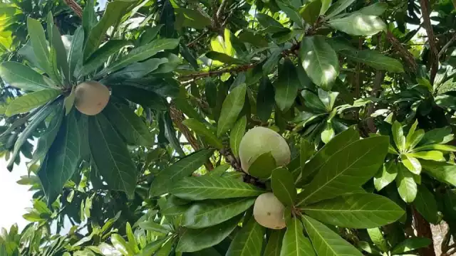 Pobladores temen que se extinga el chooch por la tala derivada del crecimiento urbano