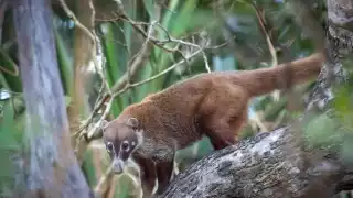 Pobladores ven cómo ayudar a la fauna silvestre a sobrevivir durante la temporada de sequía