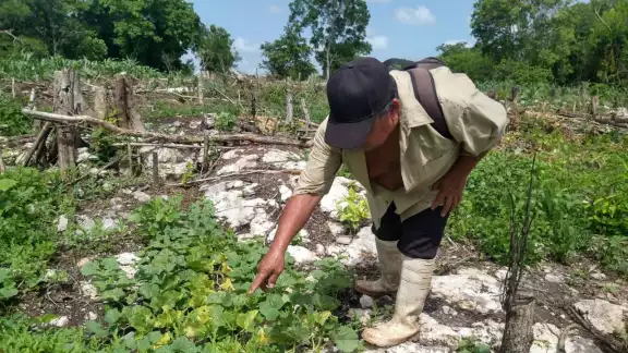 El agricultor Candelario Och dijo que los chubascos afectan sus sembrados de pepino, sandía y melón. El agricultor Candelario Och dijo que los chubascos afectan sus sembrados de pepino, sandía y melón.