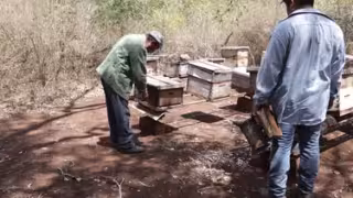 Abejas y apicultores, bajo protección de la SCJN