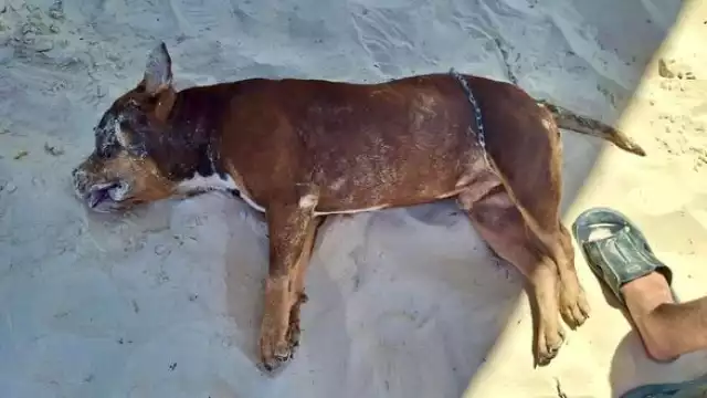 El propietario del perro se encuentra en proceso de presentar una denuncia ante la FGE