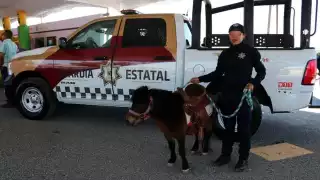 Policía Estatal de Tamaulipas brinda sesiones de equinoterapia a menores con discapacidad