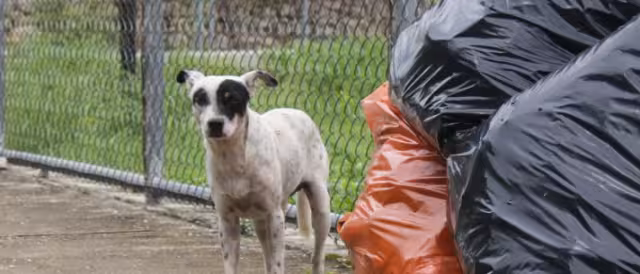 Se acumulan hasta 500 expedientes de violencia animal, que no marchan, denuncia una activista