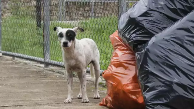 Se acumulan hasta 500 expedientes de violencia animal, que no marchan, denuncia una activista