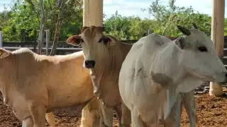   Gusano barrenador de ganado en Yucatán: ¿Qué es y cómo prevenirlo?  