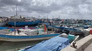 Pulpo podría alejarse de la costa y obligar a pescadores yucatecos a recorrer más millas