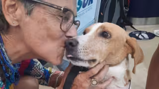 "La vida en la calle es triste": Esta es la historia de María, la perrita rescatada en Valladolid que ahora vive en Canadá 