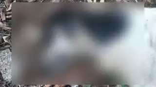 Reportan nuevo caso de envenenamiento de perros al sur de Mérida 