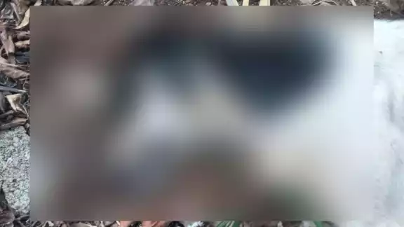 Al menos cuatro perros fallecieron tras ingerir alimento contaminado Al menos cuatro perros fallecieron tras ingerir alimento contaminado
