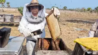 Crisis en Sabancuy: Producción de miel cae 50 % por pérdida de manglares   