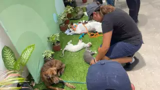  Campeche esteriliza 791 animales callejeros en 2025 para frenar sobrepoblación